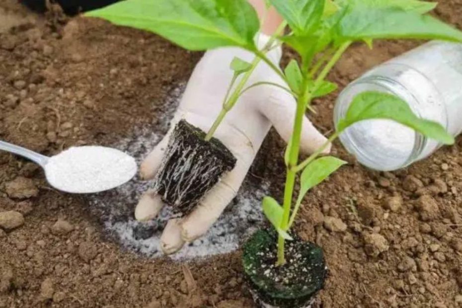 Plante pimentas assim e terá uma colheita muito rica e abundante